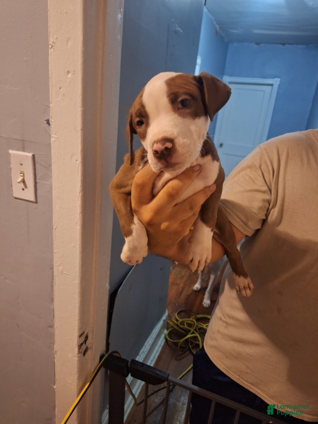 American Staffordshire Terrier dogs for sale: Sophie - Image 3