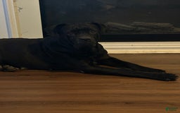 Cane Corso dogs for sale: Moana - Image 2