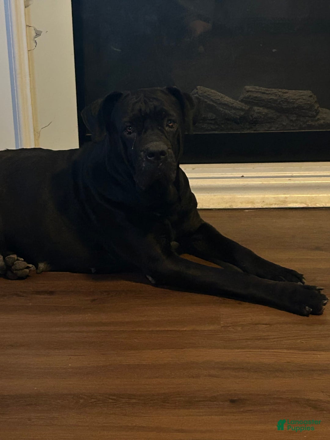 Cane Corso dogs for sale: Moana - Image 2