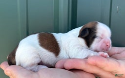 Shih Tzu dogs for sale: Bubbles - Image 2