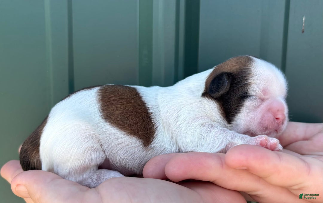Shih Tzu dogs for sale: Bubbles - Image 2