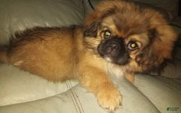 Pekingese dogs for sale: Skippy - Image 2