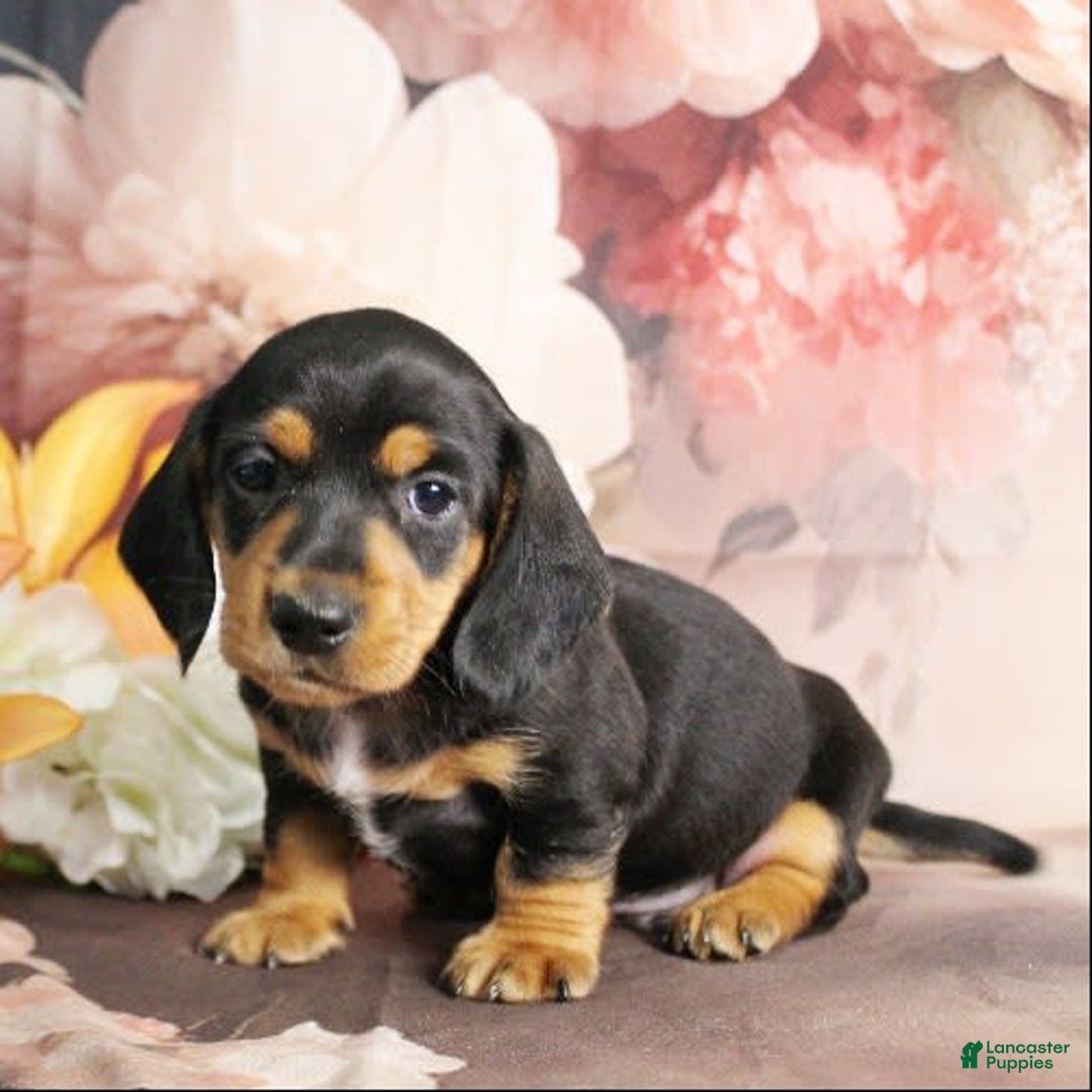 Dachshund dogs for sale: Snoopy - Image 6