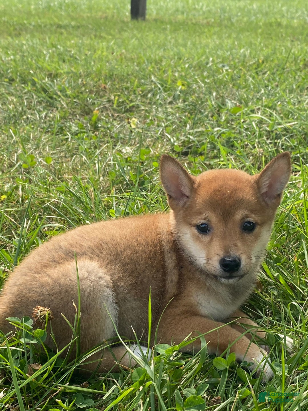 Shiba Inu dogs for sale: Irene - Image 7