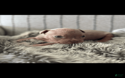 American Bully dogs for sale: Simba - Image 6