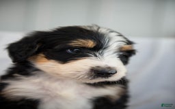 Bernedoodle dogs for sale: Jerry - Image 4