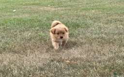 Miniature Poodle dogs for sale: Honey - Image 2