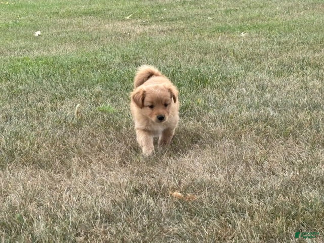 Miniature Poodle dogs for sale: Honey - Image 2