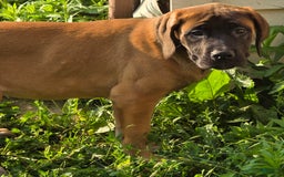 English Mastiff dogs for sale: Zeva - Image 2