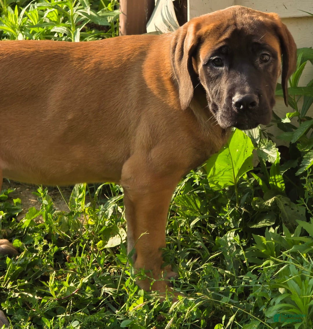 English Mastiff dogs for sale: Zeva - Image 2