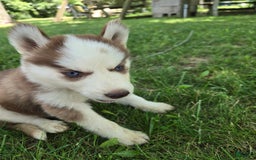 Siberian Husky dogs for sale: Munchkin - Image 3