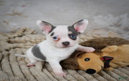Chihuahua dogs for sale: Timon - Image 5