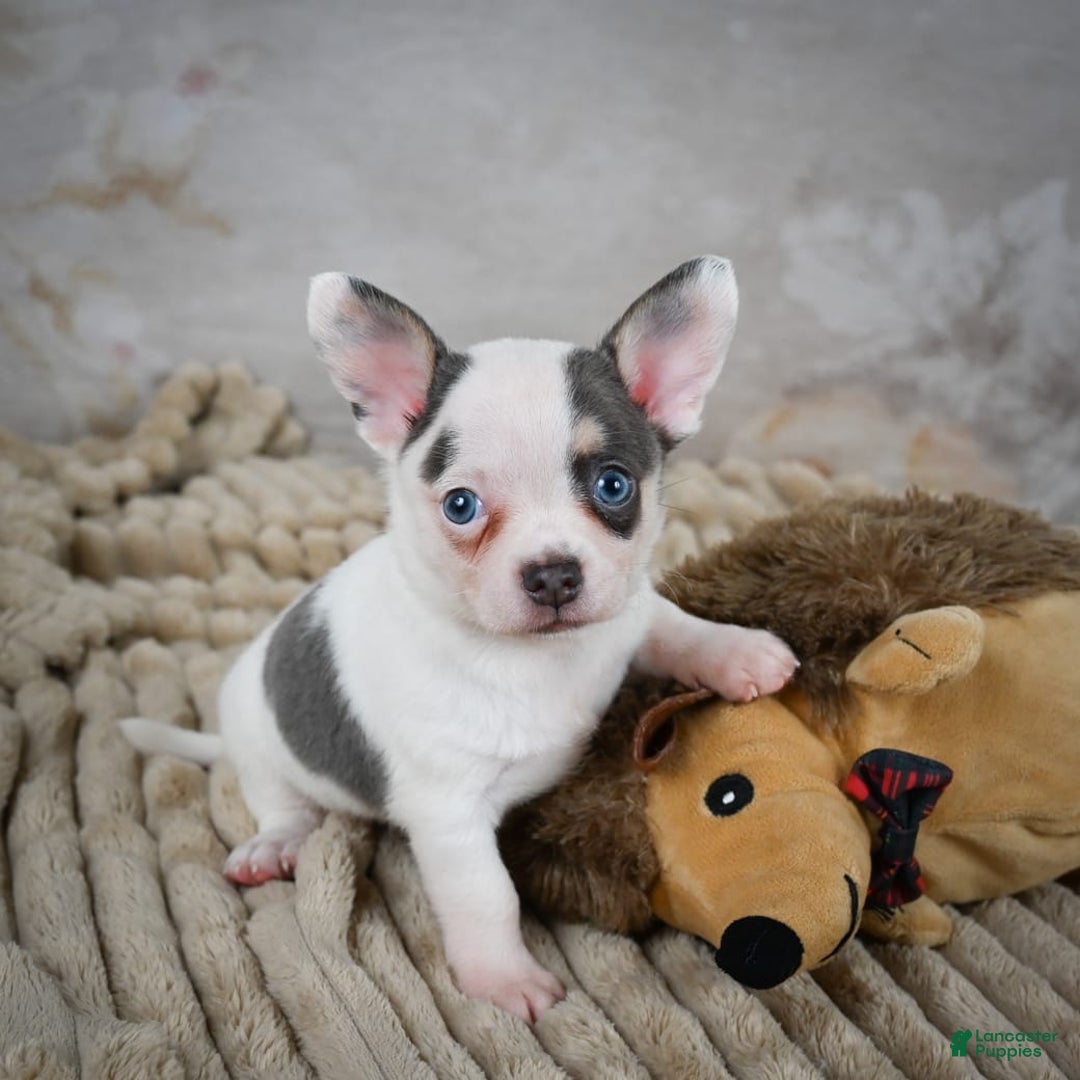 Chihuahua dogs for sale: Timon - Image 5