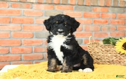 Bernedoodle dogs for sale: Maple - Image 3