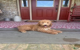 Labradoodle dogs for sale: Lilly - Image 4
