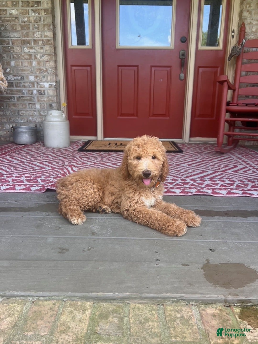 Labradoodle dogs for sale: Lilly - Image 4
