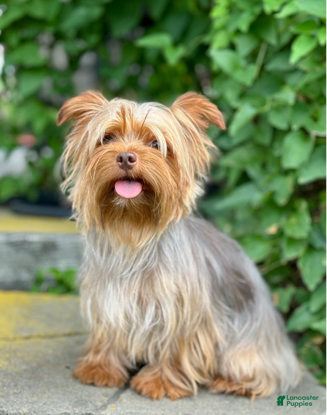 Yorkiepoo dogs for sale: Journey - Image 7