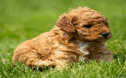 Miniature Poodle dogs for sale: Pierre - Image 10