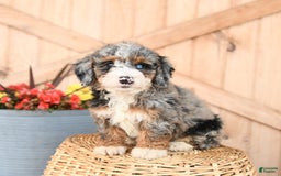 Mini Bernedoodle dogs for sale: Mini Bernedoodle 8 puppies - Image 24