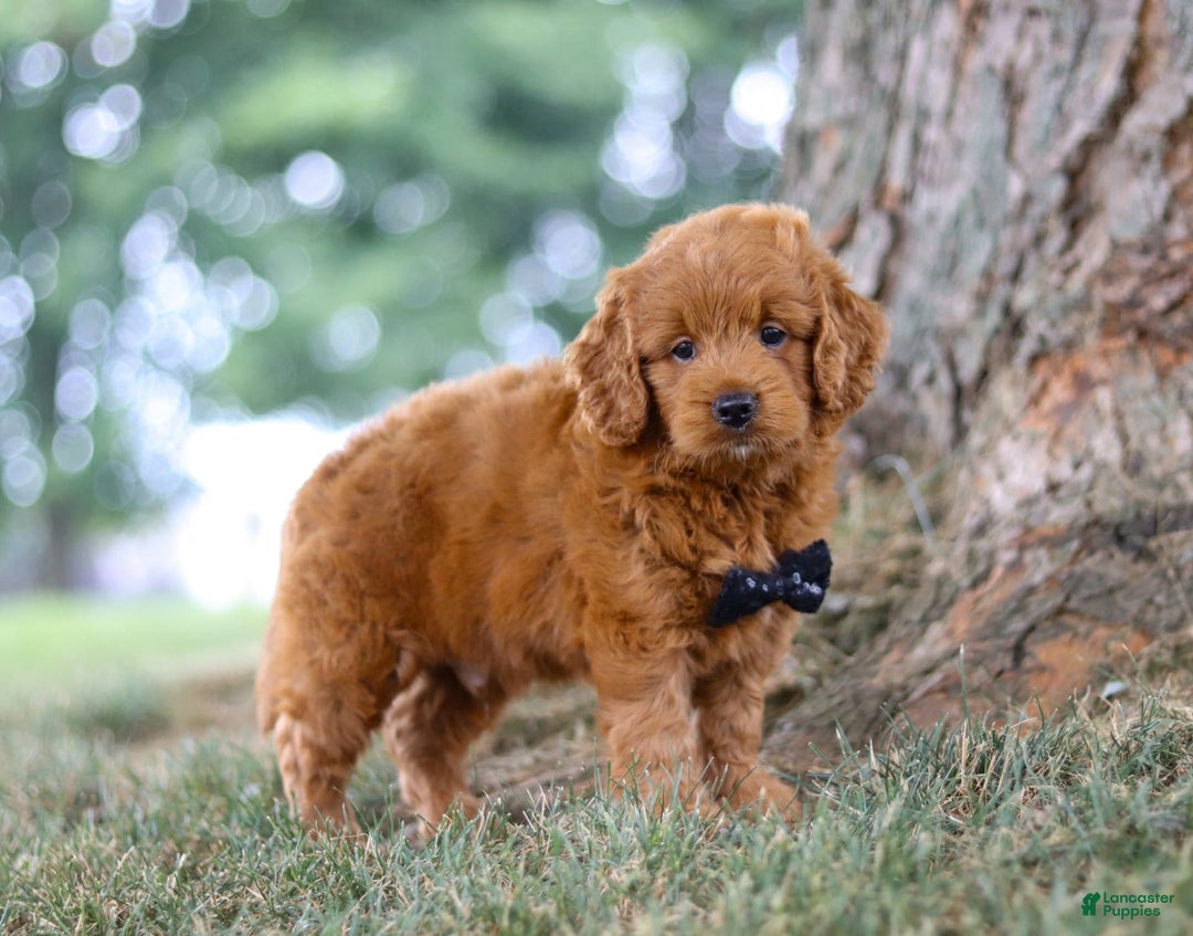 Mini Goldendoodle dogs for sale: Blaze - Image 1