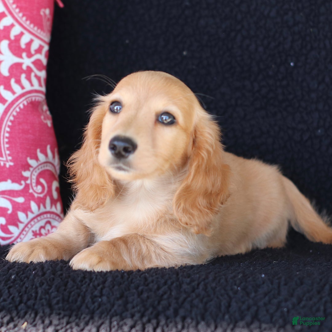 Miniature Dachshund dogs for sale: Frisco - Image 1