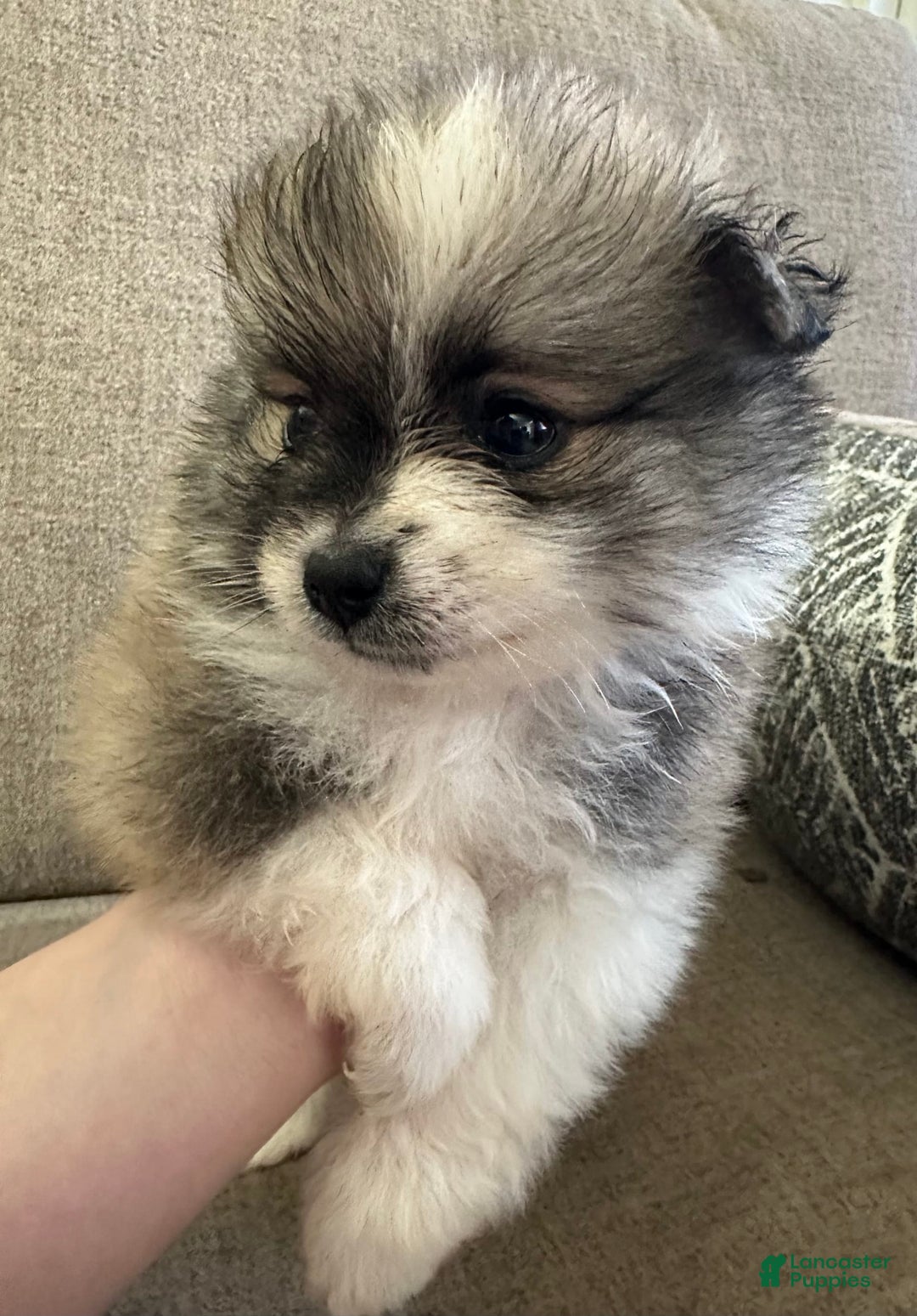 Pomeranian dogs for sale: Moochi - Image 2