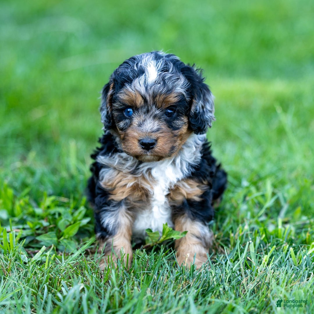 Cavapoo dogs for sale: Cavapoo 3 puppies - Image 1