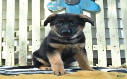 German Shepherd dogs for sale: Mindy - Image 4