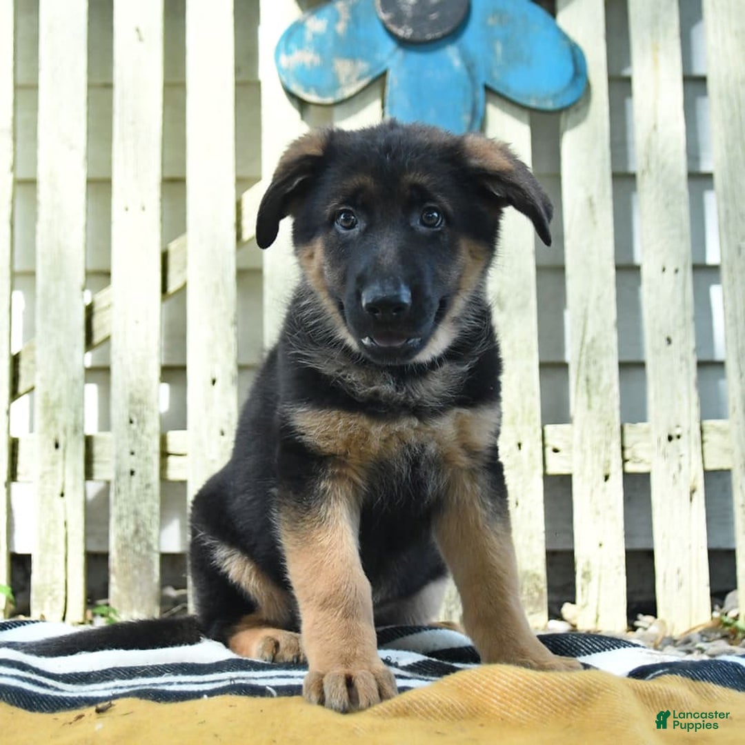 German Shepherd dogs for sale: Mindy - Image 4
