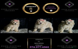 Maltipoo dogs for sale: Maltipoo 5 puppies - Image 1
