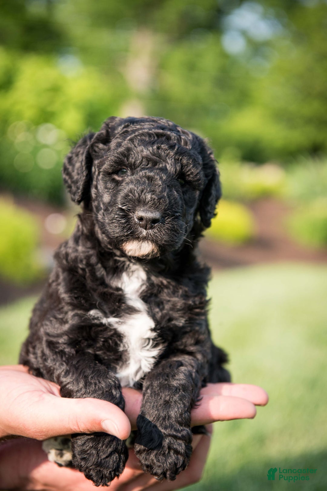 Goldendoodle dogs for sale: Jeneva - Image 2