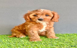 Cavapoo dogs for sale: Teddy - Image 1