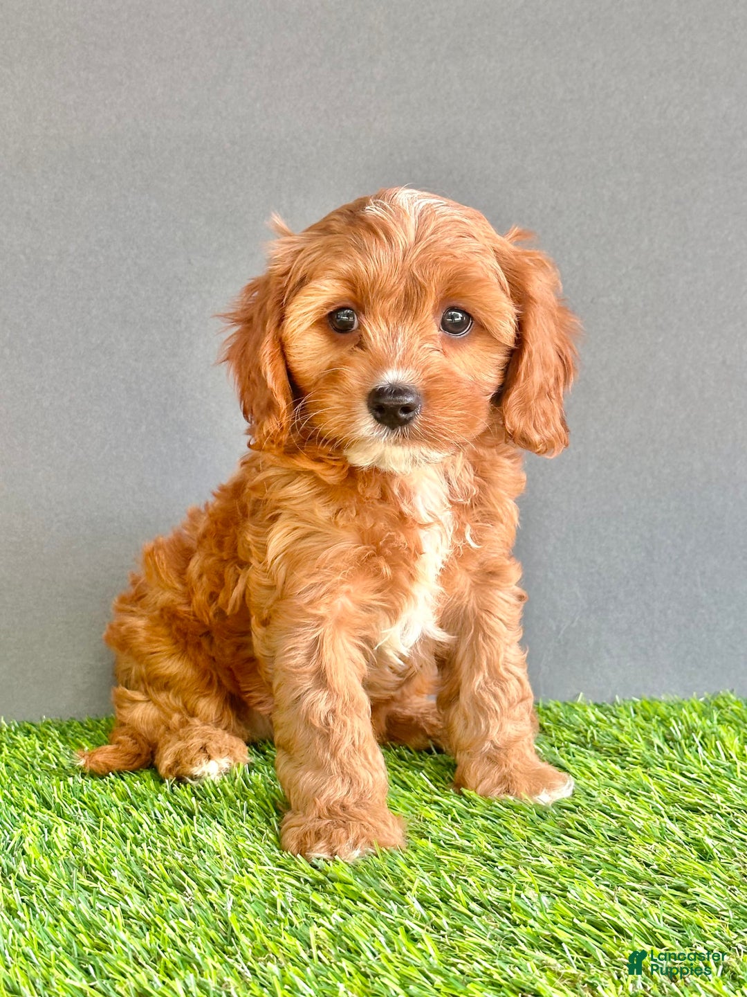 Cavapoo dogs for sale: Teddy - Image 1