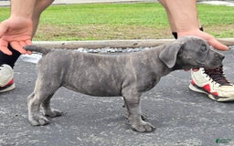 Cane Corso dogs for sale: Hawks Izzy - Image 2