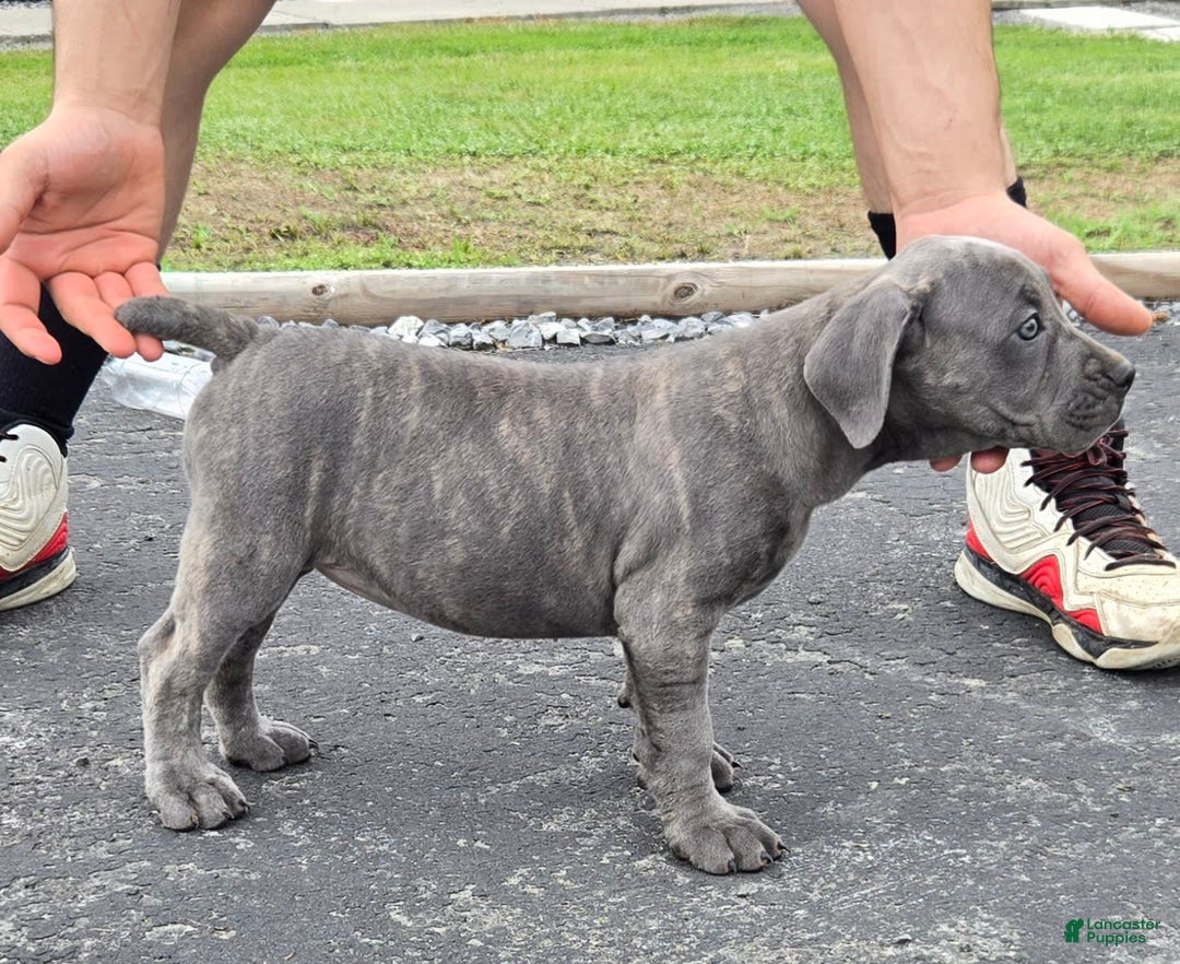 Cane Corso dogs for sale: Hawks Izzy - Image 2