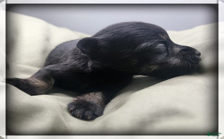 Miniature Schnauzer dogs for sale - Ad 1