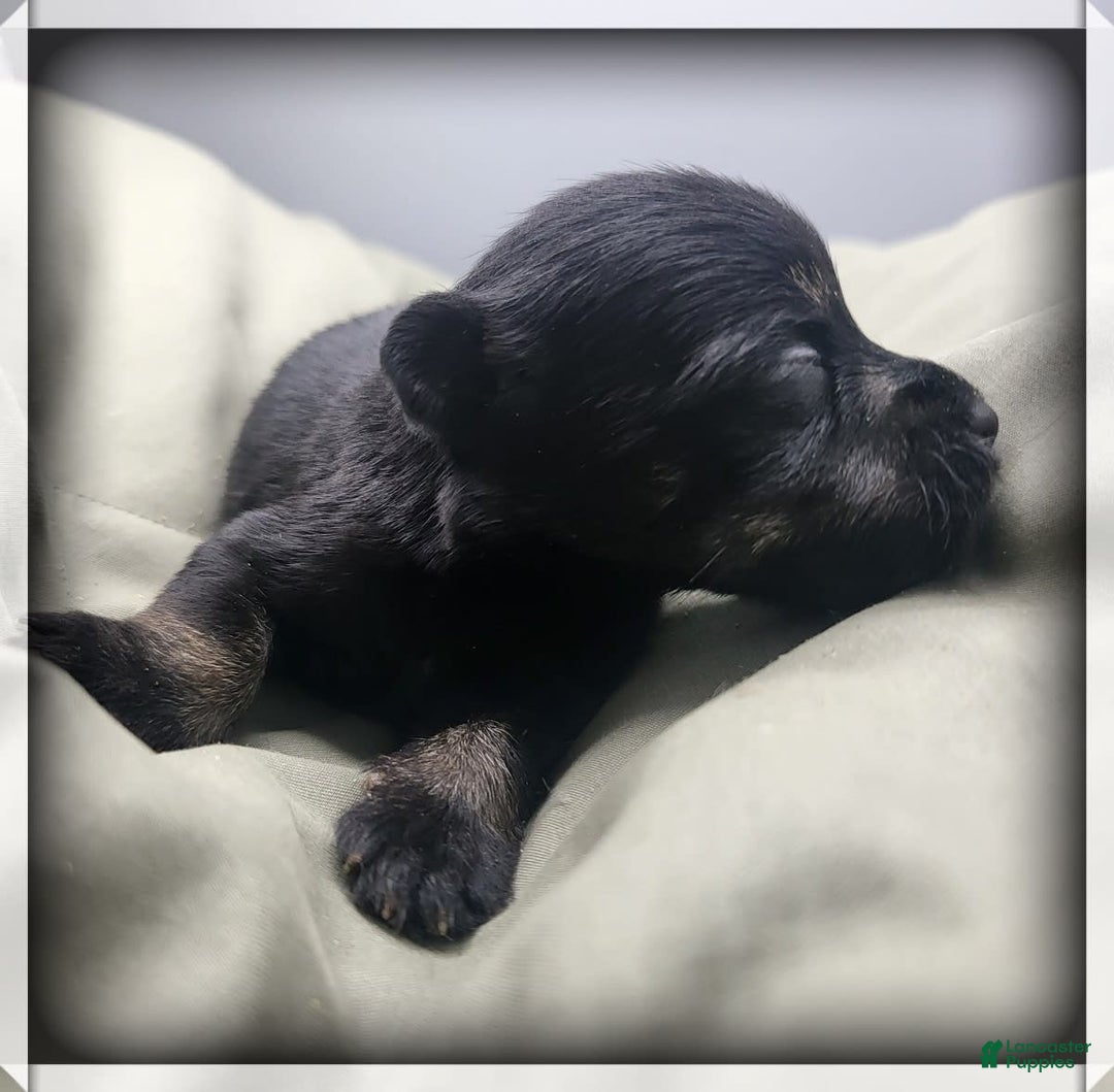 Miniature Schnauzer dogs for sale: Ash - Image 1