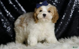 Cavapoo dogs for sale: Boink - Image 7
