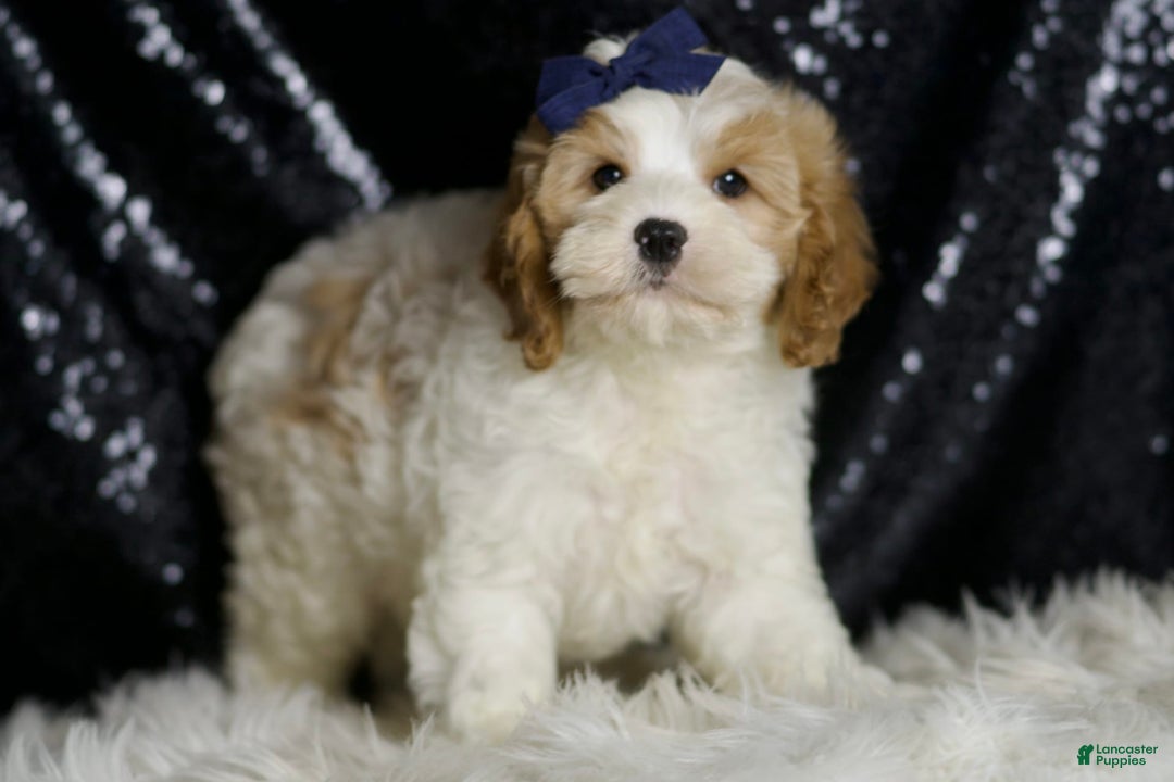 Cavapoo dogs for sale: Boink - Image 7