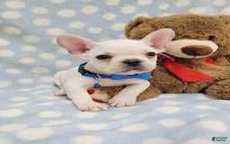 French Bulldog dogs for sale: Fido - Image 7