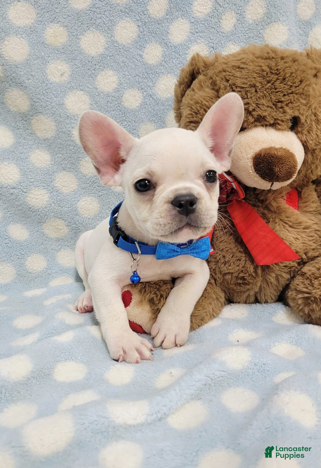 French Bulldog dogs for sale: Fido - Image 7