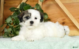 Teddy Bear dogs for sale: Willa - Image 4