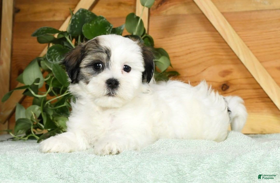 Teddy Bear dogs for sale: Willa - Image 4