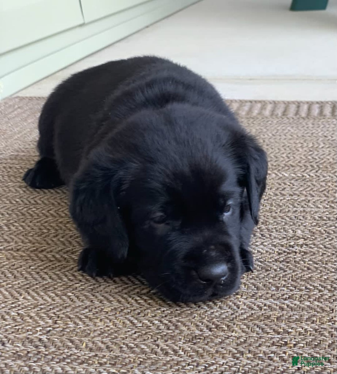 Labrador Retriever dogs for sale: Jake - Image 2