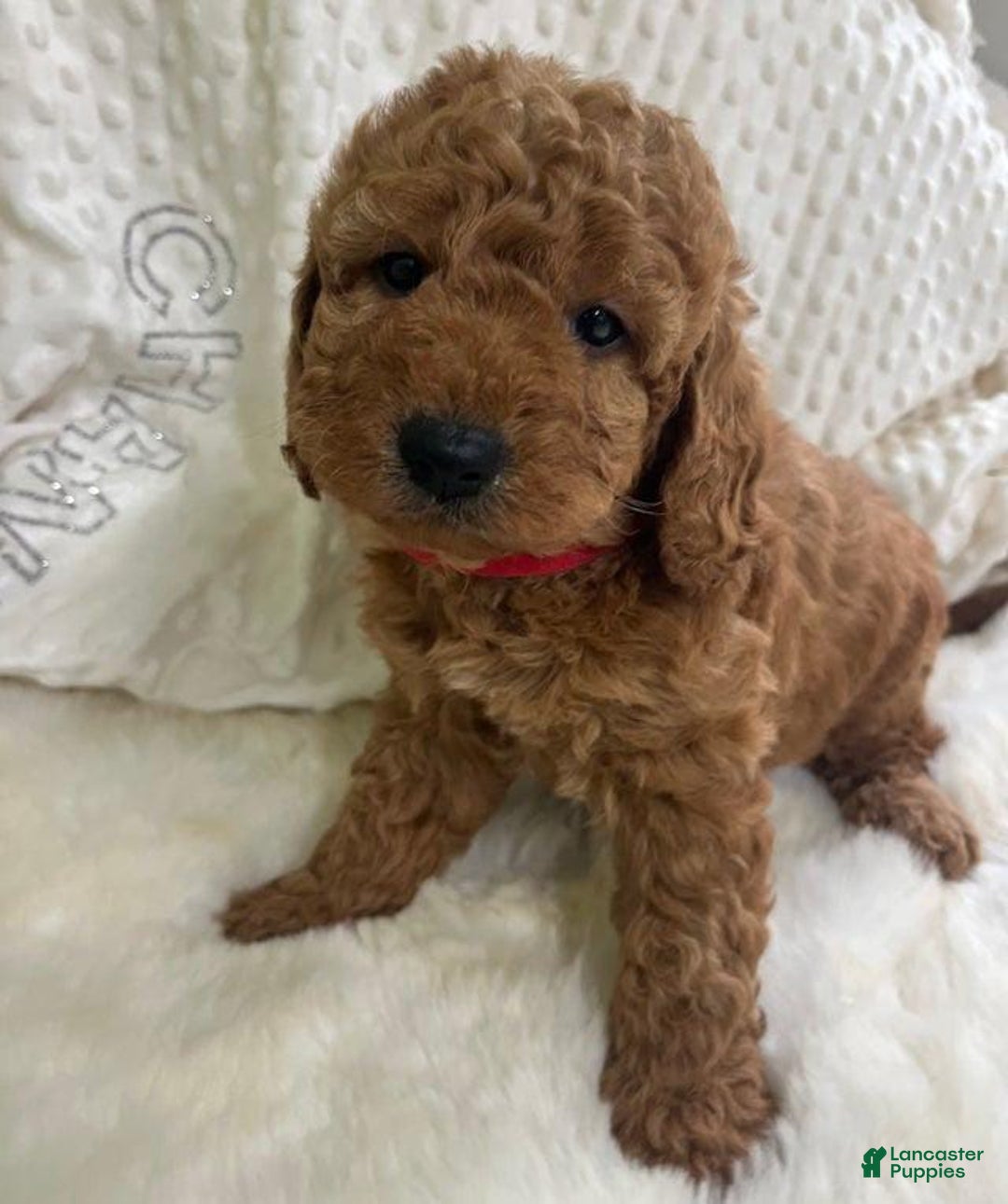 Goldendoodle dogs for sale: Cookie - Image 6