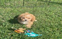 Cavapoo dogs for sale: Puppy 23 - Image 2