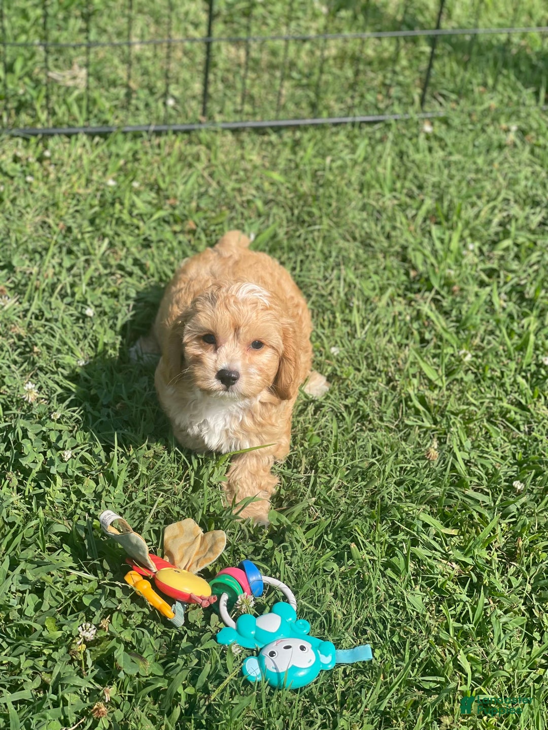 Cavapoo dogs for sale: Puppy 23 - Image 2