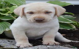 Labrador Retriever dogs for sale: Candy - Image 5