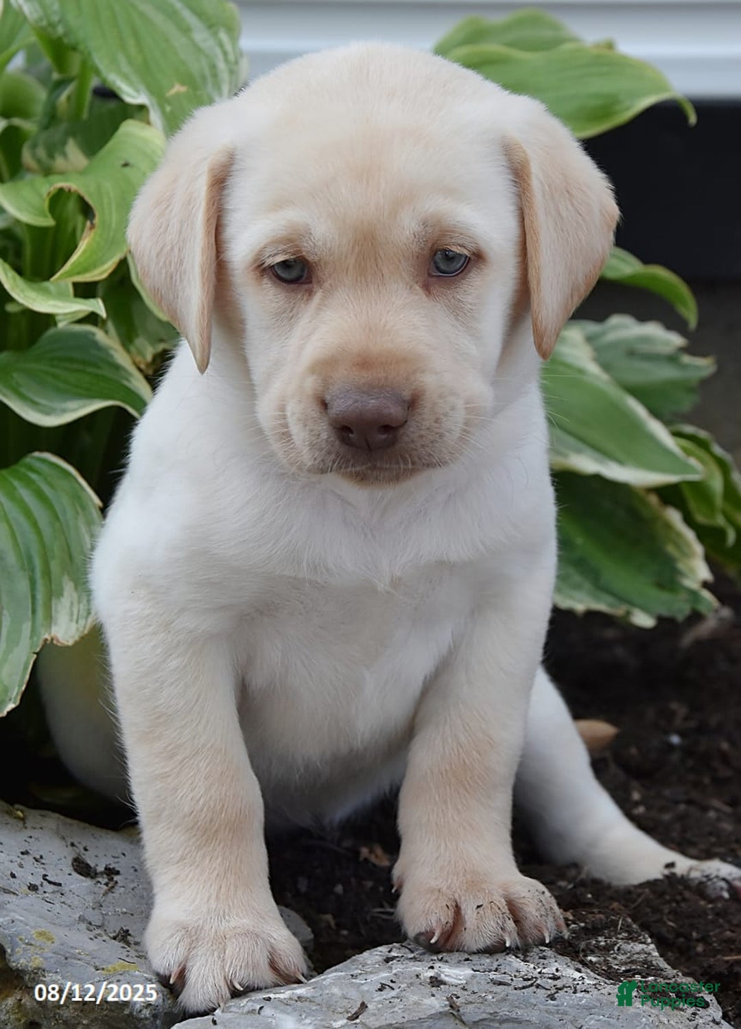 Labrador Retriever dogs for sale: Candy - Image 5