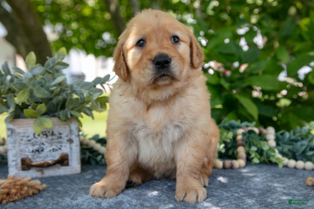 Golden Retriever dogs for sale: Layla - Image 3
